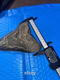 Megalodon Shark Tooth 5.76 Huge Teeth Scuba Diver Direct Fossil