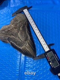 Megalodon Shark Tooth 5.76 Huge Teeth Scuba Diver Direct Fossil