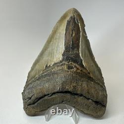 Megalodon Shark Tooth 5.76 Inch Massive Beautiful Fossil Authentic 20342