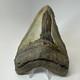 Megalodon Shark Tooth 5.76 Inch Massive Beautiful Fossil Authentic 20342