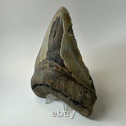 Megalodon Shark Tooth 5.76 Inch Massive Beautiful Fossil Authentic 20342