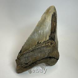 Megalodon Shark Tooth 5.76 Inch Massive Beautiful Fossil Authentic 20342