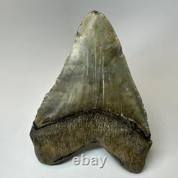 Megalodon Shark Tooth 5.76 Inch Massive Beautiful Fossil Authentic 20342