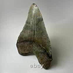 Megalodon Shark Tooth 5.76 Inch Massive Beautiful Fossil Authentic 20342 Megalodon Shark Tooth 5.76 Inch Massive Beautiful Fossil Authentic 20342