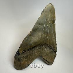 Megalodon Shark Tooth 5.76 Inch Massive Beautiful Fossil Authentic 20342