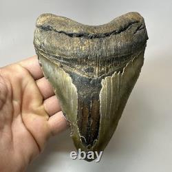Megalodon Shark Tooth 5.76 Inch Massive Beautiful Fossil Authentic 20342