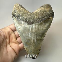 Megalodon Shark Tooth 5.76 Inch Massive Beautiful Fossil Authentic 20342
