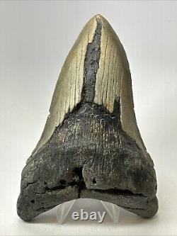 Megalodon Shark Tooth 5.76 inch Unique Shape Huge Fossil Lower Jaw 19142