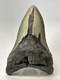 Megalodon Shark Tooth 5.76 Inch Unique Shape Huge Fossil Lower Jaw 19142