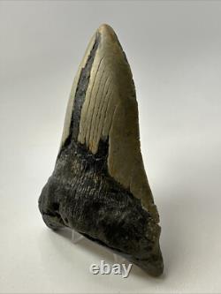 Megalodon Shark Tooth 5.76 inch Unique Shape Huge Fossil Lower Jaw 19142