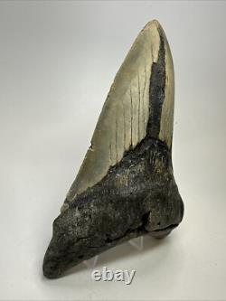 Megalodon Shark Tooth 5.76 inch Unique Shape Huge Fossil Lower Jaw 19142