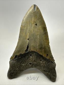 Megalodon Shark Tooth 5.76 inch Unique Shape Huge Fossil Lower Jaw 19142