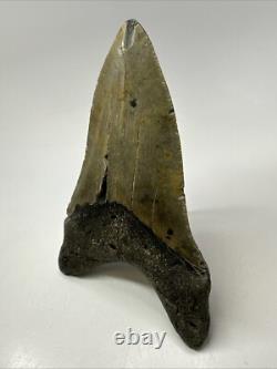 Megalodon Shark Tooth 5.76 inch Unique Shape Huge Fossil Lower Jaw 19142