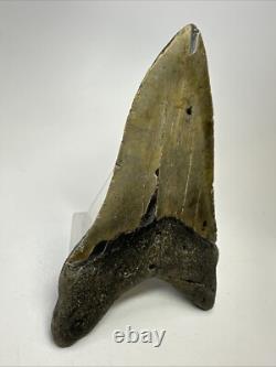 Megalodon Shark Tooth 5.76 inch Unique Shape Huge Fossil Lower Jaw 19142