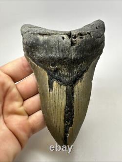 Megalodon Shark Tooth 5.76 inch Unique Shape Huge Fossil Lower Jaw 19142