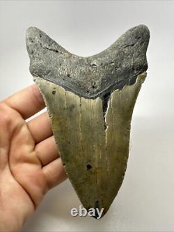 Megalodon Shark Tooth 5.76 inch Unique Shape Huge Fossil Lower Jaw 19142
