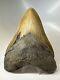 Megalodon Shark Tooth 5.77 Authentic Huge Fossil Natural 16235