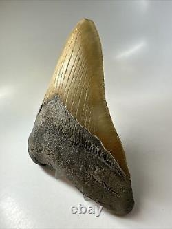 Megalodon Shark Tooth 5.77 Authentic Huge Fossil Natural 16235