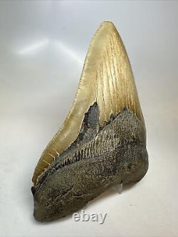 Megalodon Shark Tooth 5.77 Authentic Huge Fossil Natural 16235