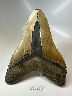 Megalodon Shark Tooth 5.77 Authentic Huge Fossil Natural 16235