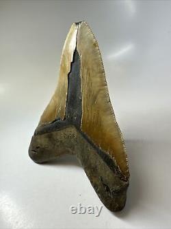 Megalodon Shark Tooth 5.77 Authentic Huge Fossil Natural 16235