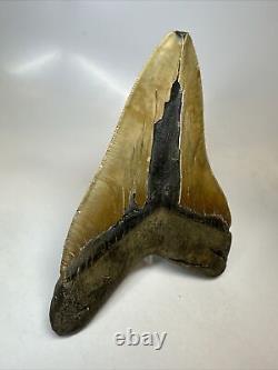 Megalodon Shark Tooth 5.77 Authentic Huge Fossil Natural 16235