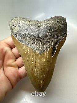 Megalodon Shark Tooth 5.77 Authentic Huge Fossil Natural 16235