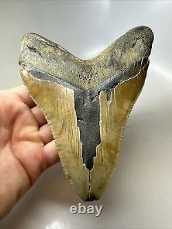 Megalodon Shark Tooth 5.77 Authentic Huge Fossil Natural 16235