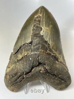 Megalodon Shark Tooth 5.77 Huge Amazing Fossil Real 7318