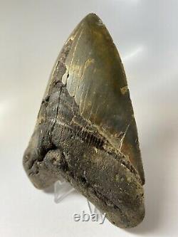 Megalodon Shark Tooth 5.77 Huge Amazing Fossil Real 7318