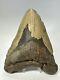 Megalodon Shark Tooth 5.78 Huge Authentic Fossil Natural 18799