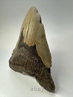 Megalodon Shark Tooth 5.78 Huge Authentic Fossil Natural 18799