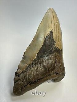 Megalodon Shark Tooth 5.78 Huge Authentic Fossil Natural 18799