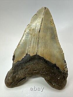 Megalodon Shark Tooth 5.78 Huge Authentic Fossil Natural 18799