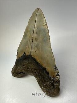 Megalodon Shark Tooth 5.78 Huge Authentic Fossil Natural 18799