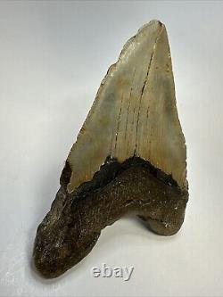 Megalodon Shark Tooth 5.78 Huge Authentic Fossil Natural 18799