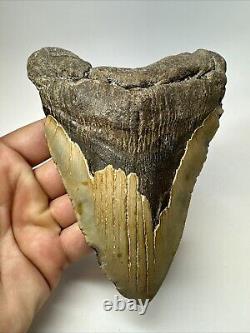 Megalodon Shark Tooth 5.78 Huge Authentic Fossil Natural 18799