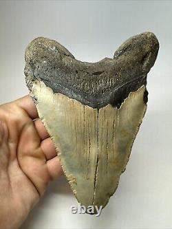 Megalodon Shark Tooth 5.78 Huge Authentic Fossil Natural 18799