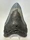 Megalodon Shark Tooth 5.78 Huge Carolina Fossil Authentic 19001