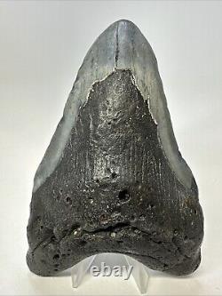 Megalodon Shark Tooth 5.78 Huge Carolina Fossil Authentic 19001