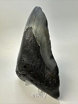 Megalodon Shark Tooth 5.78 Huge Carolina Fossil Authentic 19001