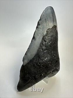 Megalodon Shark Tooth 5.78 Huge Carolina Fossil Authentic 19001