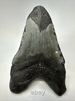 Megalodon Shark Tooth 5.78 Huge Carolina Fossil Authentic 19001