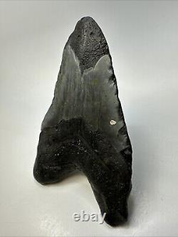 Megalodon Shark Tooth 5.78 Huge Carolina Fossil Authentic 19001