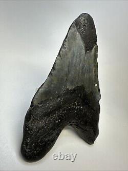 Megalodon Shark Tooth 5.78 Huge Carolina Fossil Authentic 19001