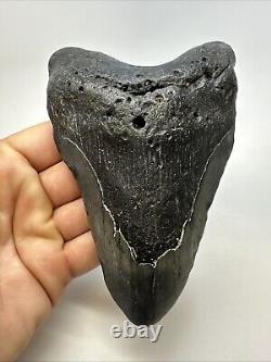 Megalodon Shark Tooth 5.78 Huge Carolina Fossil Authentic 19001