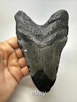 Megalodon Shark Tooth 5.78 Huge Carolina Fossil Authentic 19001