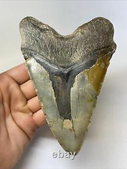 Megalodon Shark Tooth 5.78 Huge Natural Fossil Authentic 10686