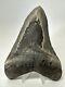 Megalodon Shark Tooth 5.78 Large Authentic Fossil Natural 19107