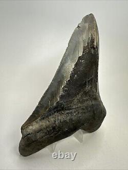 Megalodon Shark Tooth 5.78 Large Authentic Fossil Natural 19107